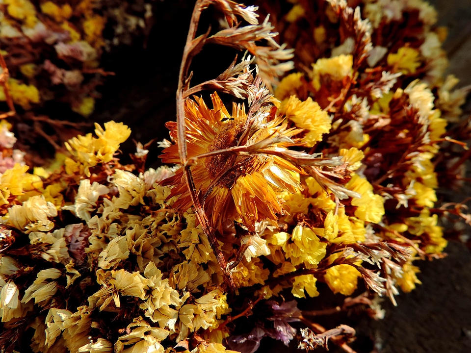 Still Life herb nature
