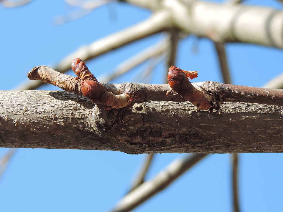 Tree wildlife wood