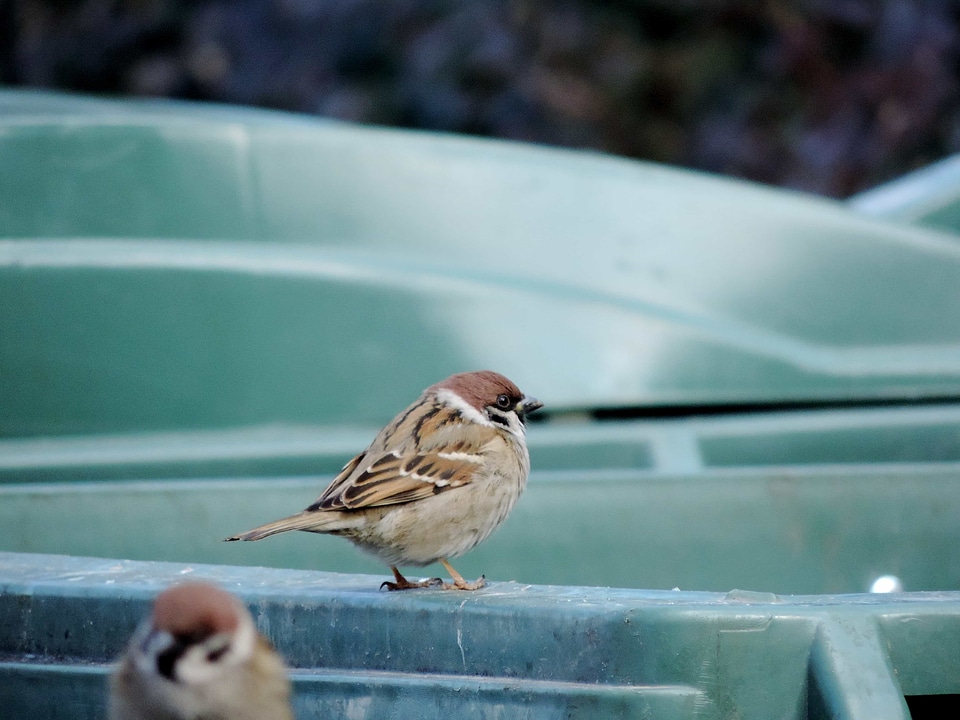 Sparrow beak animal