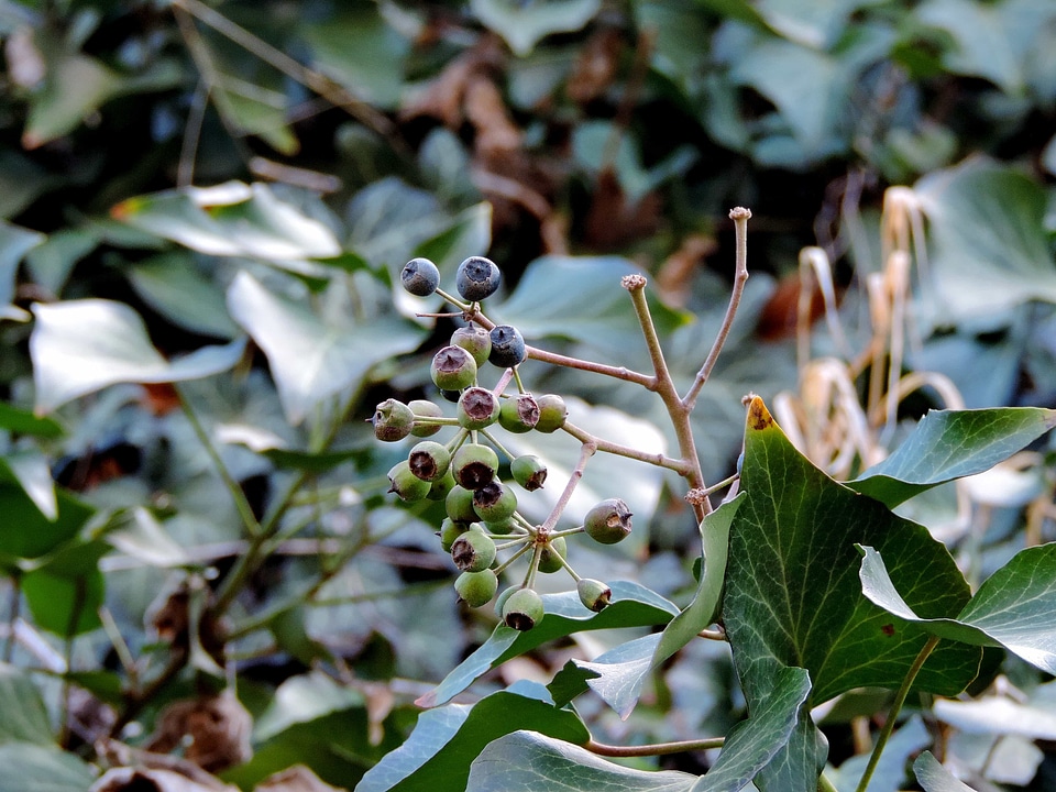 Elderberry garden flora