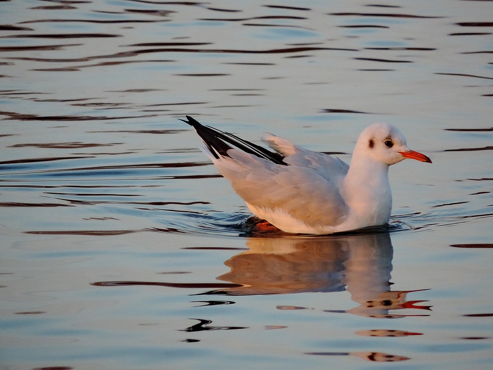 Feather seabird wildlife