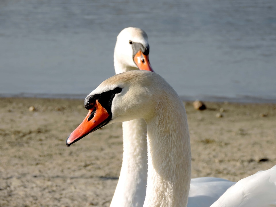 Bird wildlife beak