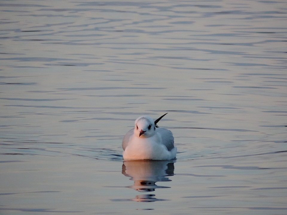Seagull waterfowl bird