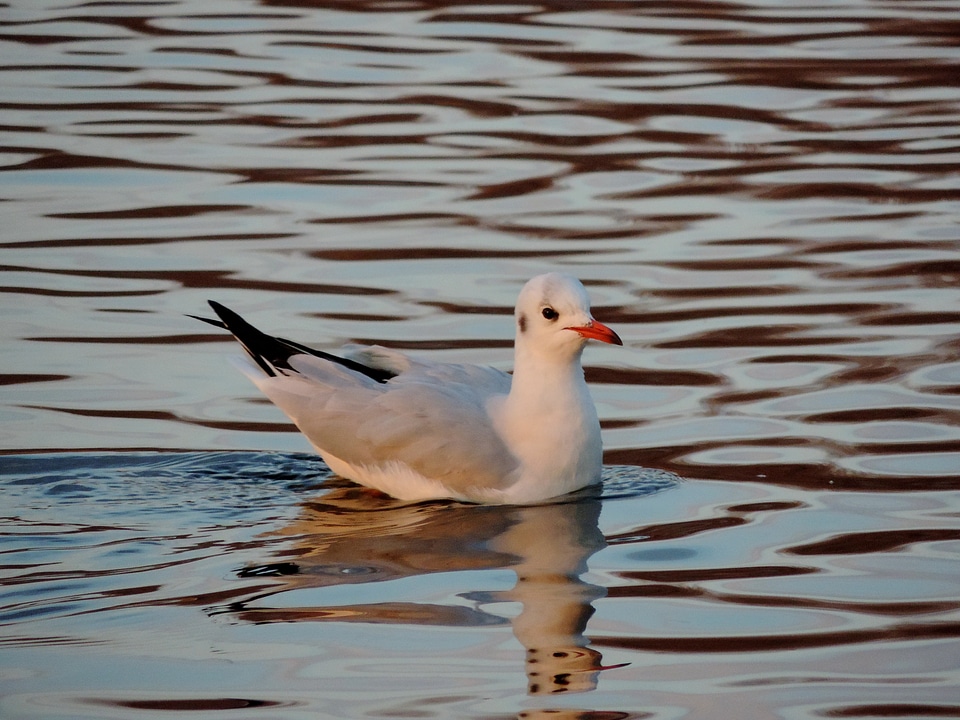 Seabird aquatic bird wildlife