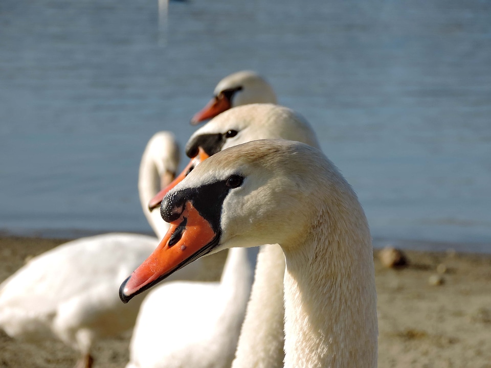 Flock swan aquatic bird