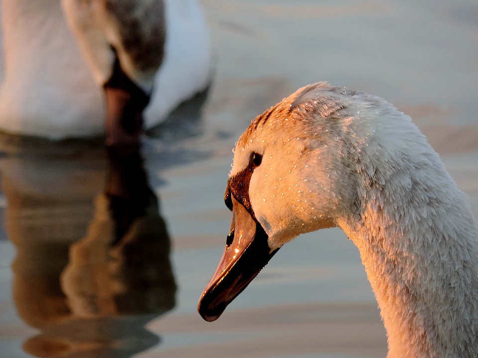 Beak wildlife bird