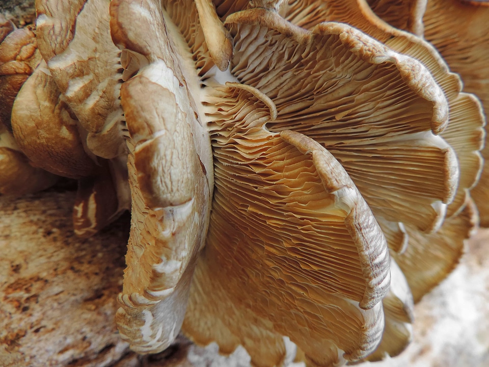 Mushroom fungus organism