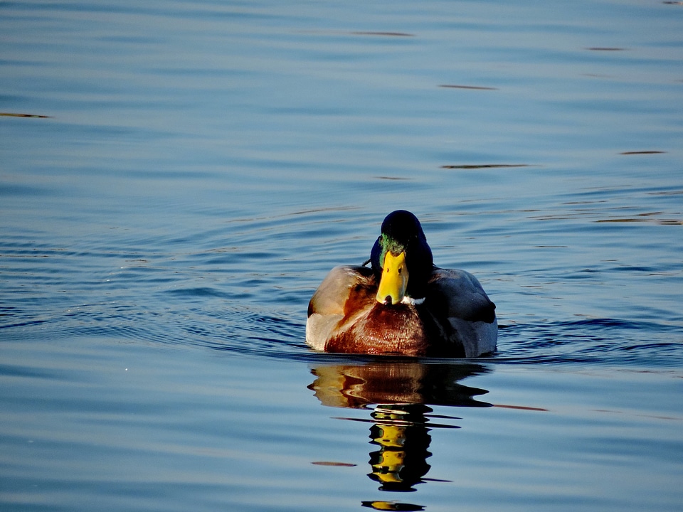 Lake duck waterfowl
