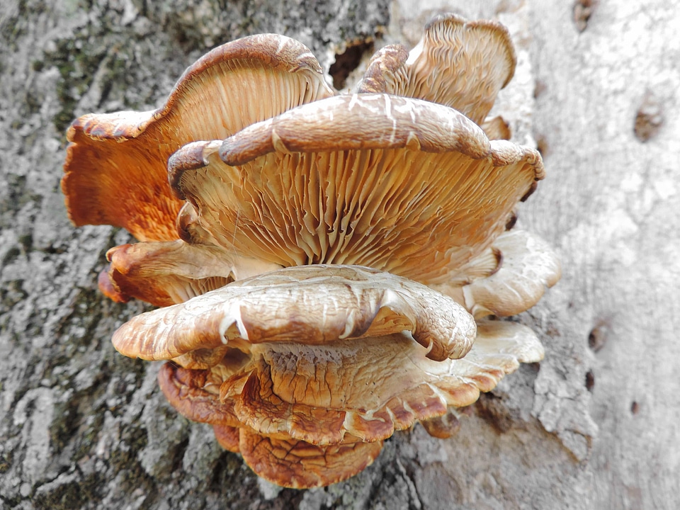 Wood nature vegetable