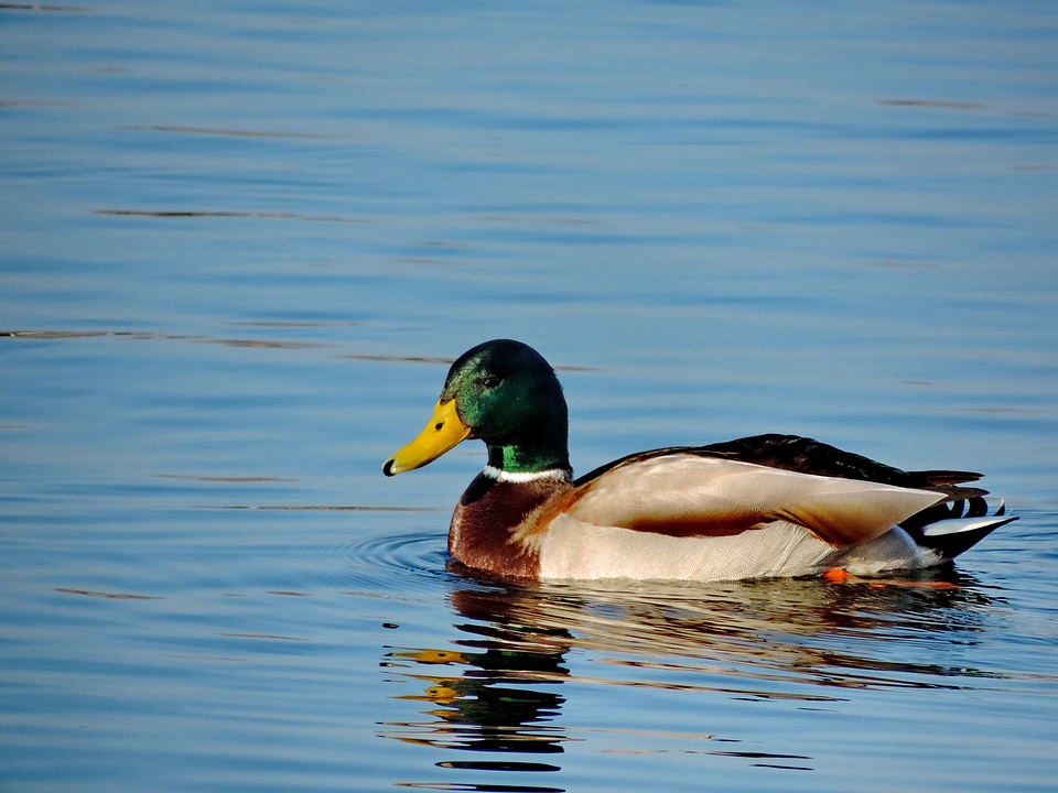 Duck lake wildlife