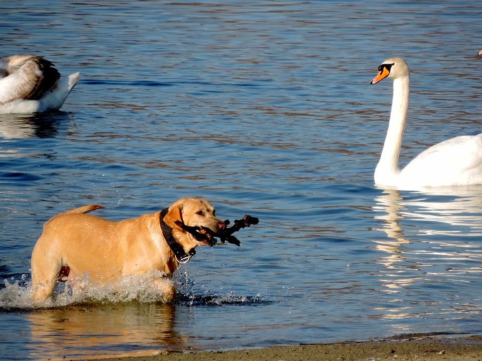 Hunting Dog bird waterfowl