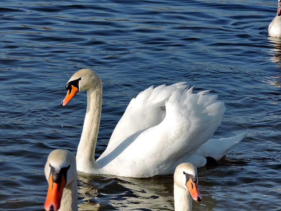 Water swan waterfowl