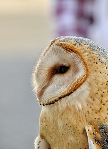 Eye owl animal