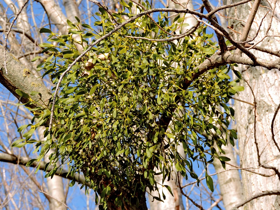 Parasit nature tree