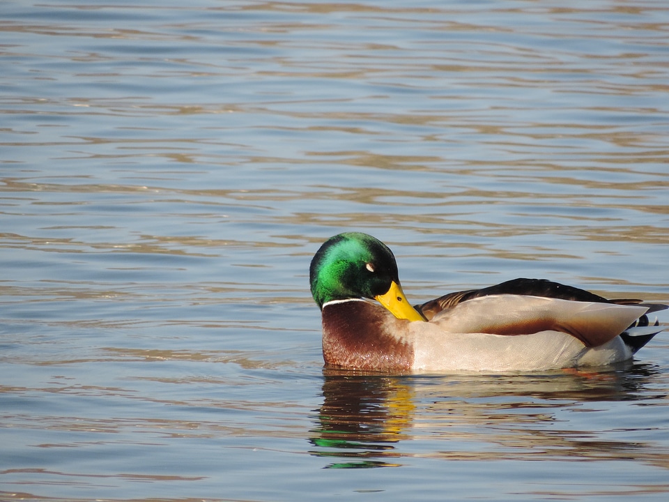 Lake water wildlife