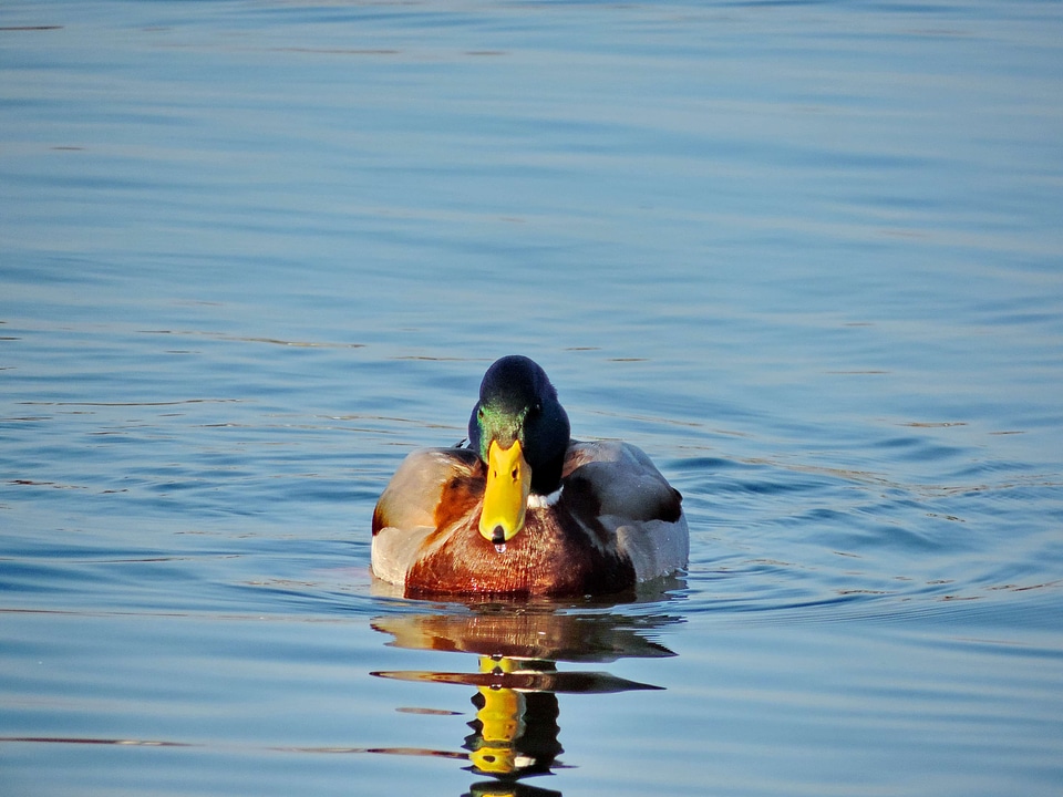Wildlife lake water