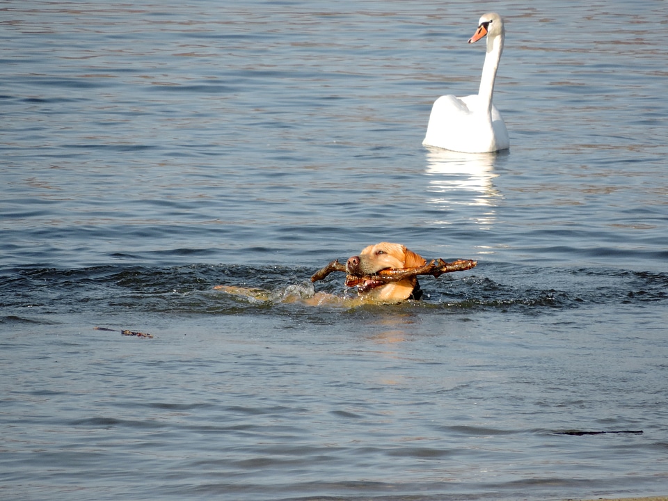 Dog hunting dog swan