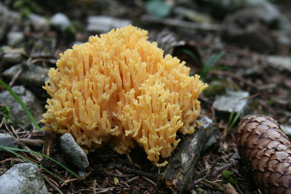 Edible autumn nature