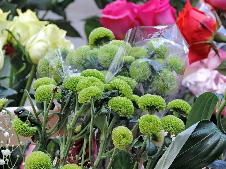 Flower vegetable flora