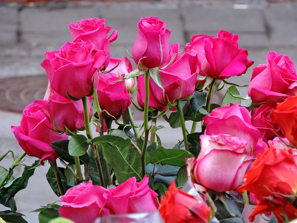 Flowers rose tulip