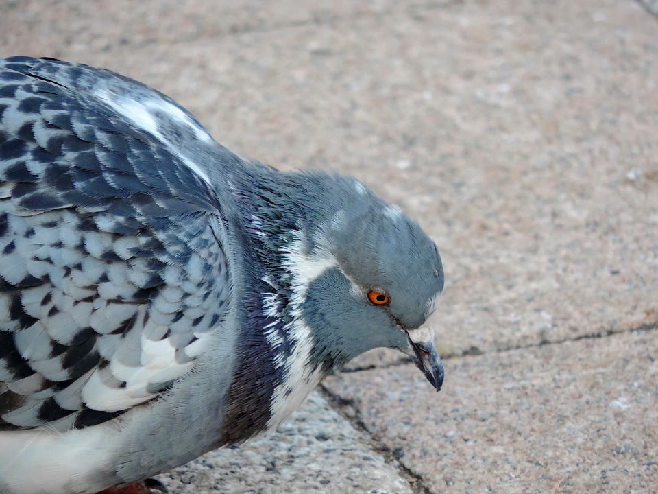 Wildlife nature pigeon photo