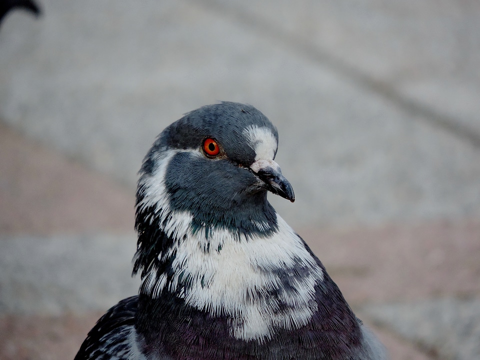 Pigeon feather bird photo