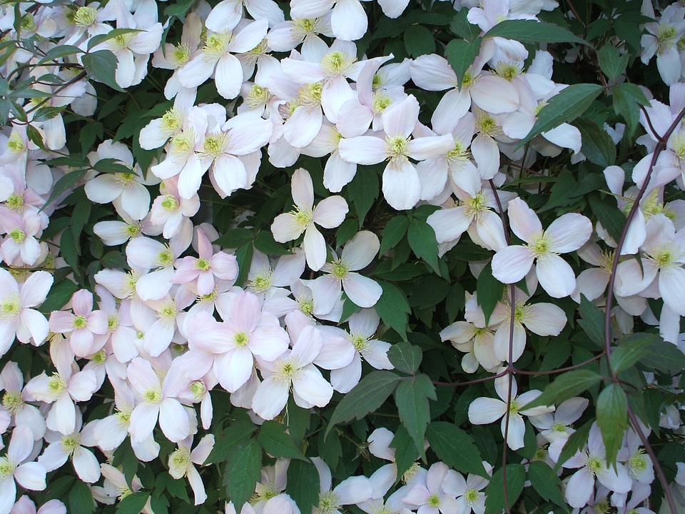 Cluster profusion blooming