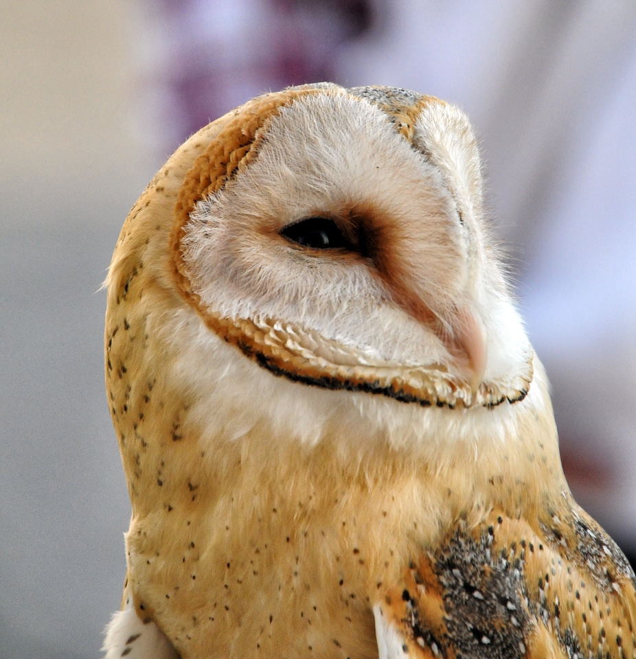 Eyes owl animal