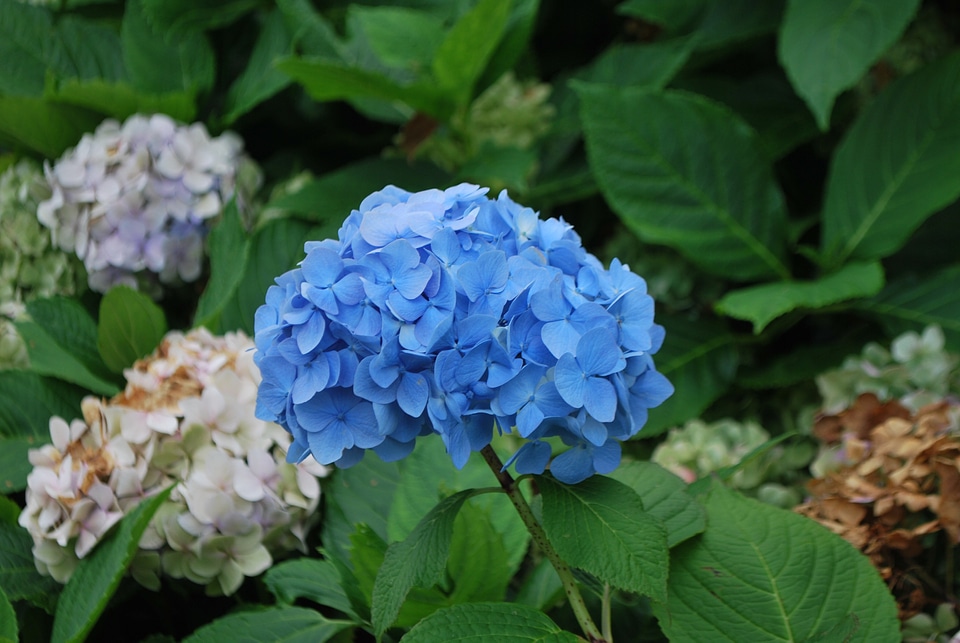 Flowers greenery flora