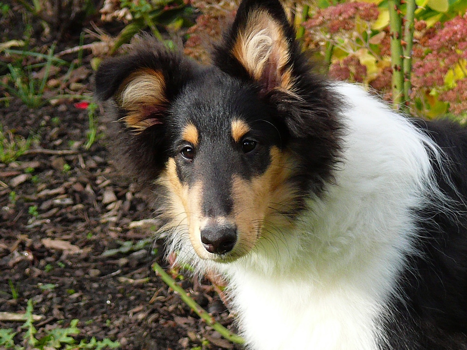 Long haired collie puppy young