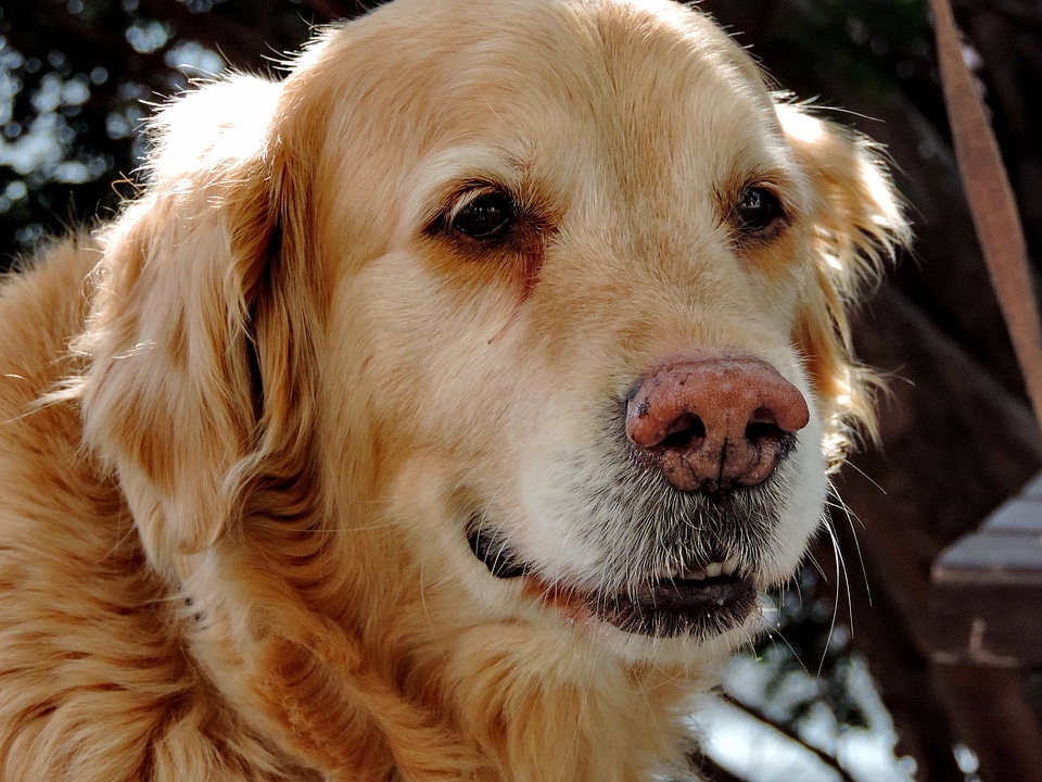 Pet dog hunting dog
