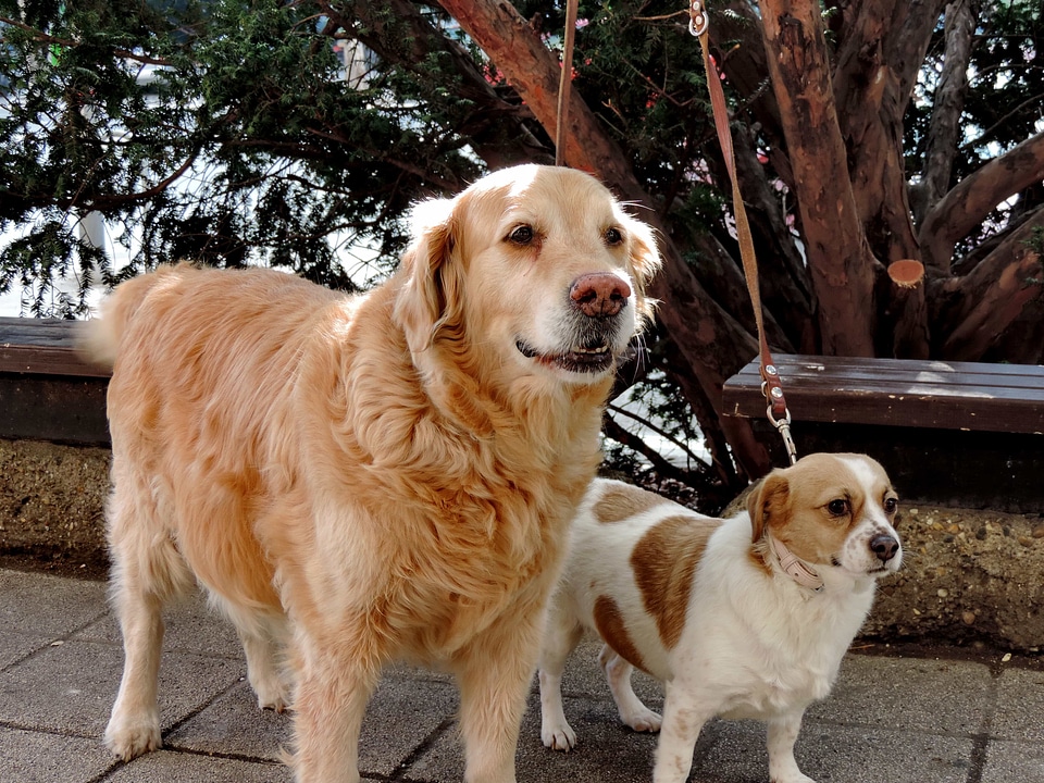 Dogs retriever cute