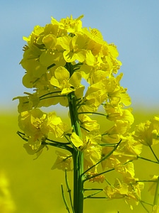 Yellow grow agriculture