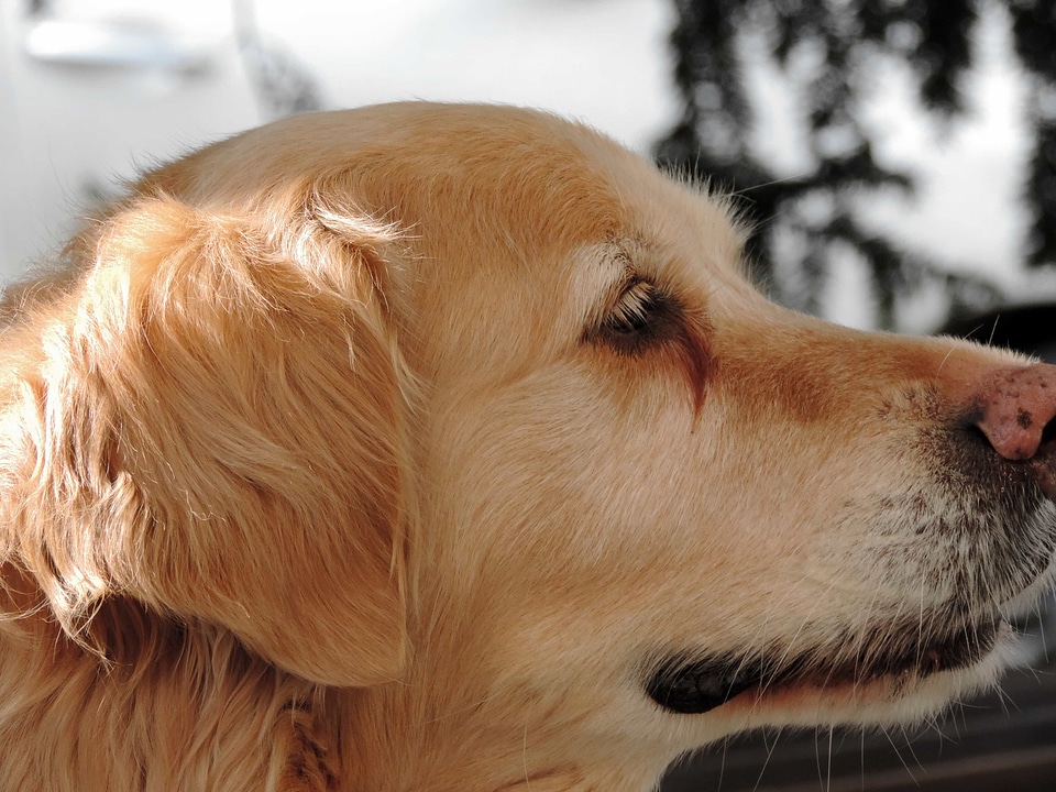 Friendship portrait dog