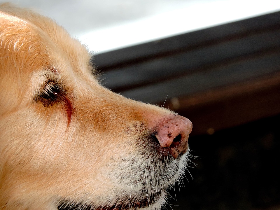 Fur pet retriever