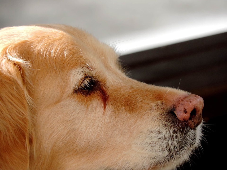 Nose purebred animal