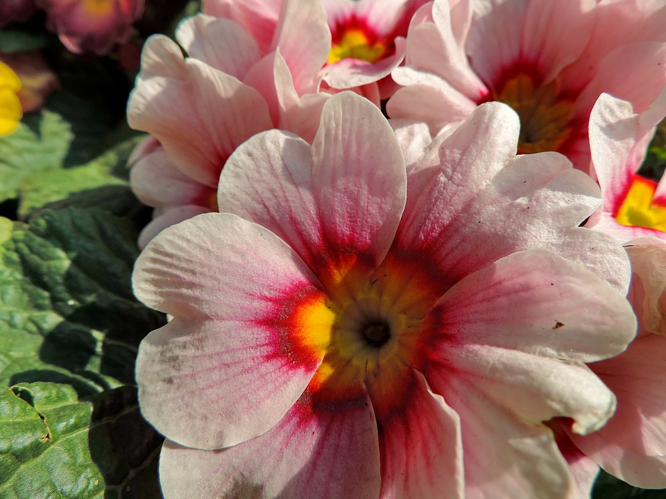 Herb nature petal