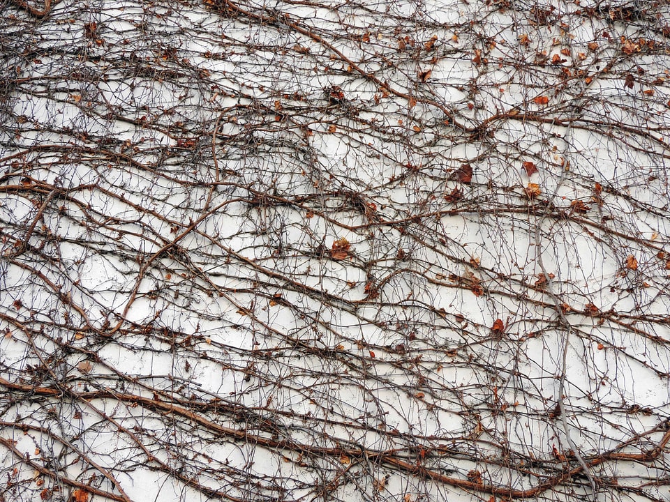 Autumn Season texture branch