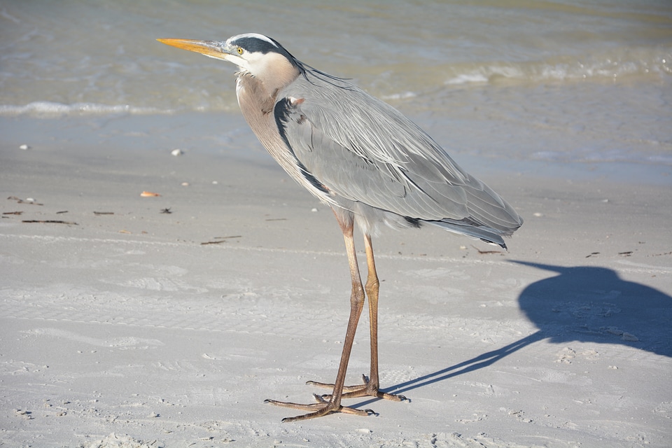 Nature plumage water bird