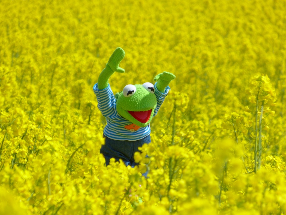 Kermit yellow blossom