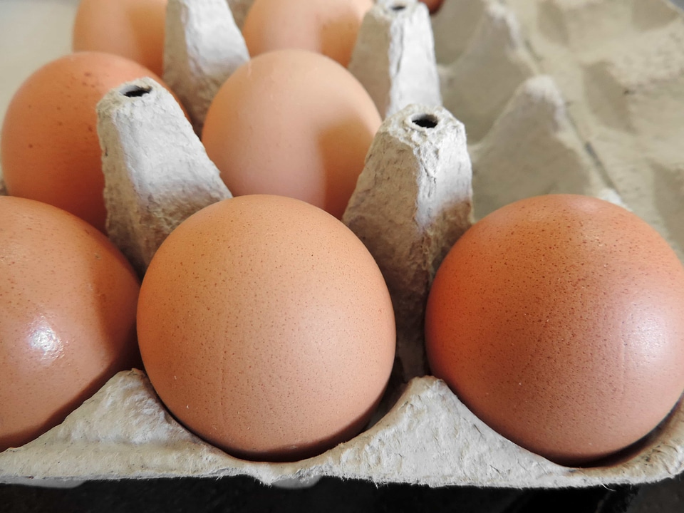 Eggshell shell poultry