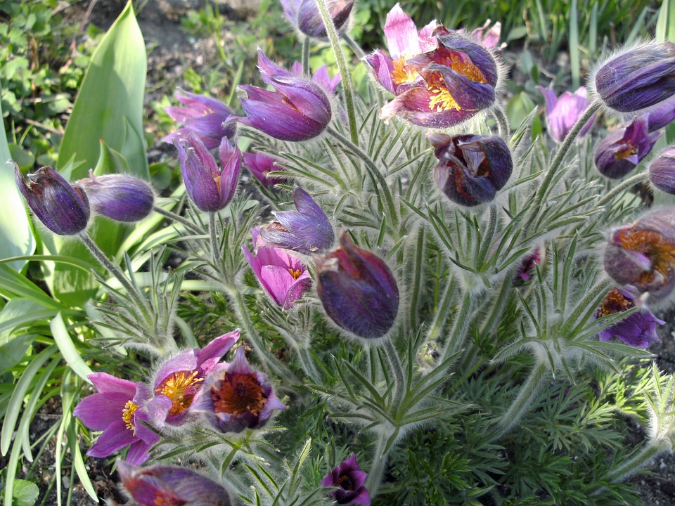 Blossom bloom purple