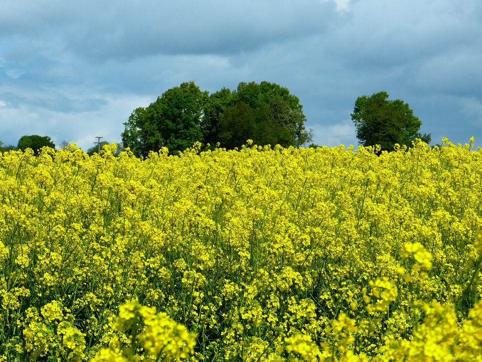 Summer rape blossom nature