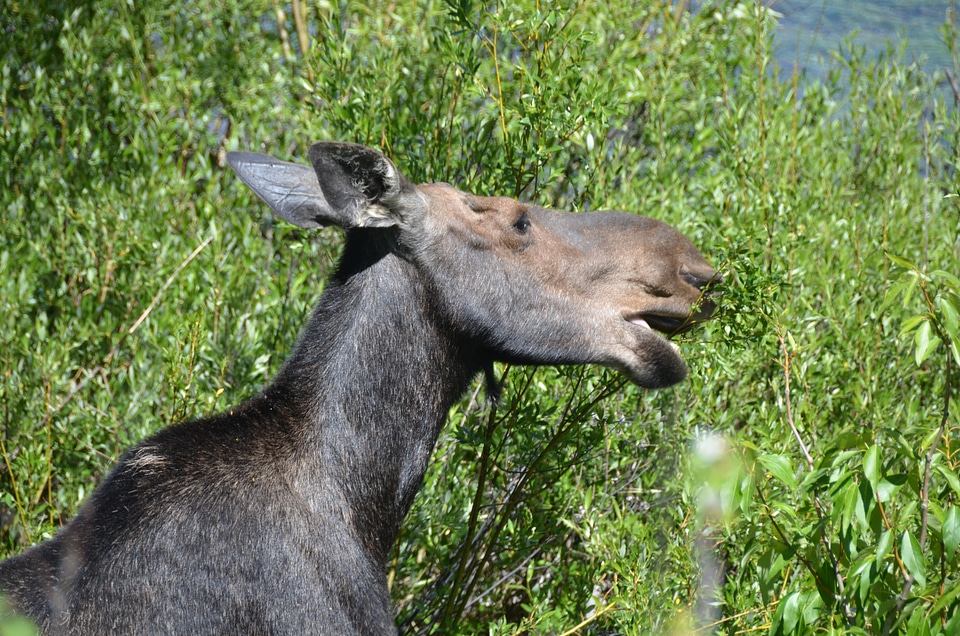 Feeding eating foliage