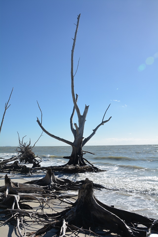 Dead plant beach sea