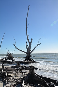 Dead plant beach sea photo