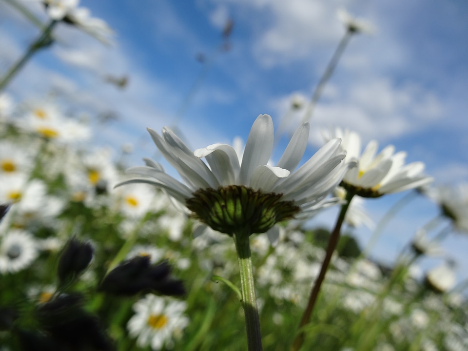 Summer flowers flower meadow