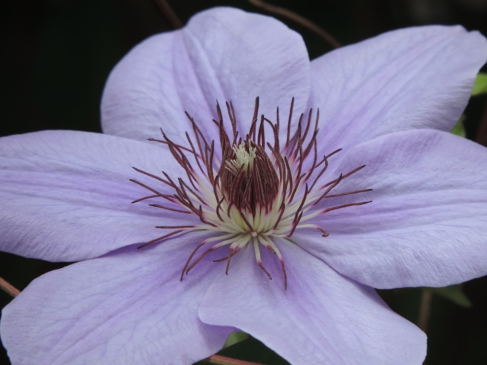 Spring nature bloom