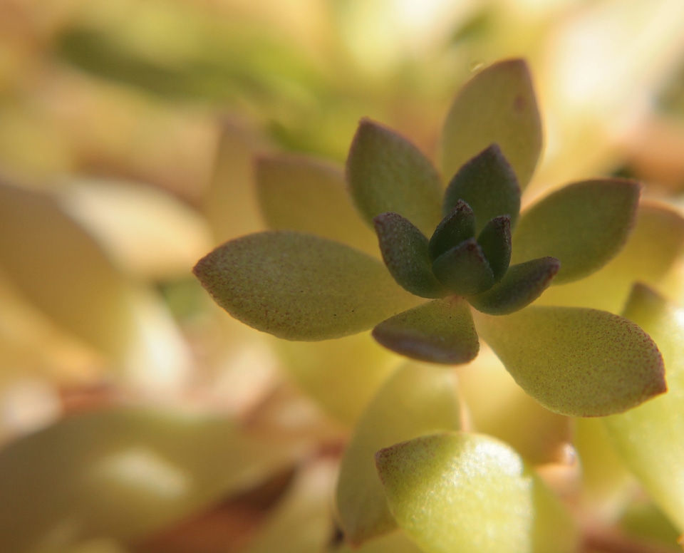 Flora green nature