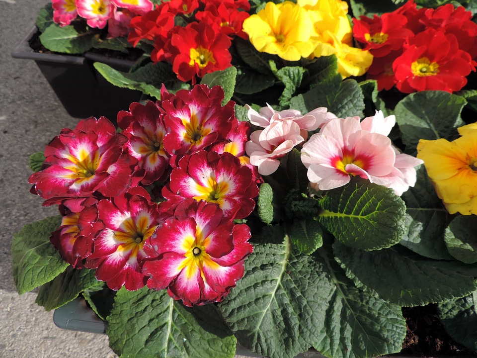 Primrose plant flowers